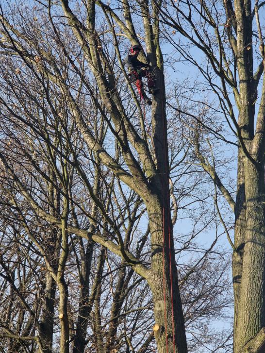 ořezy dubů poblíž vedení vysokého napetí Markvartovice